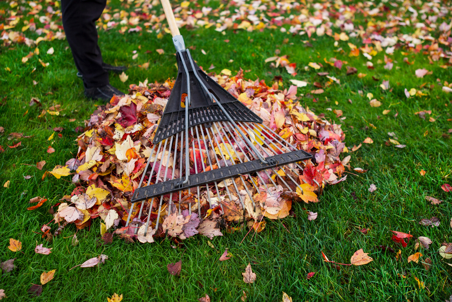 Cleaning up Yard during Autumn